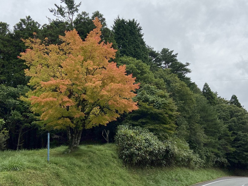 2020年9月26日 九州自然歩道 53日目 熊本県下益城郡美里町砥用~八代市五家荘 九州最後の秘境を歩く - とりあえず、歩くか。晴れた日は ...