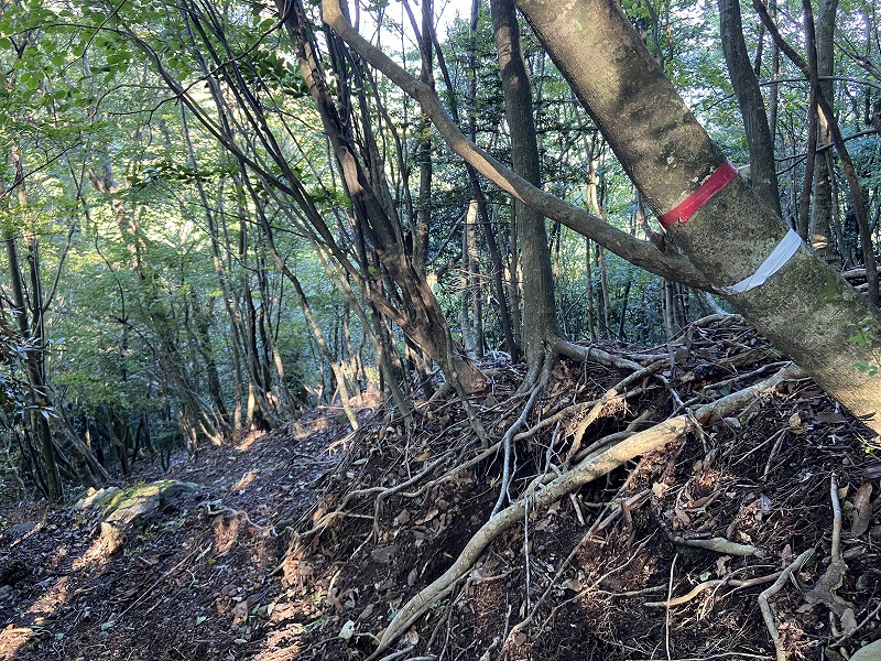 f:id:nayutakun:20210922232005j:plain