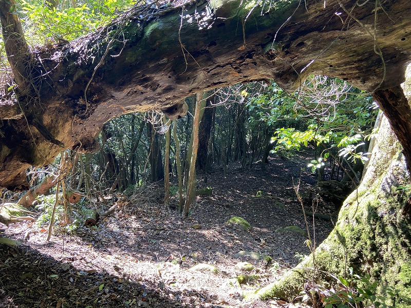 f:id:nayutakun:20210922232028j:plain