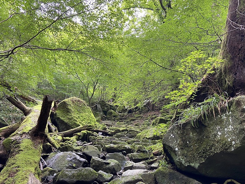 f:id:nayutakun:20210922232706j:plain