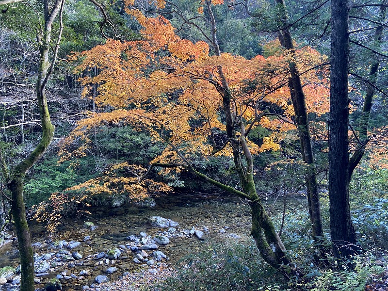 道南の自然を歩く 道南の自然を歩く 道南の自然を歩く 道南の自然