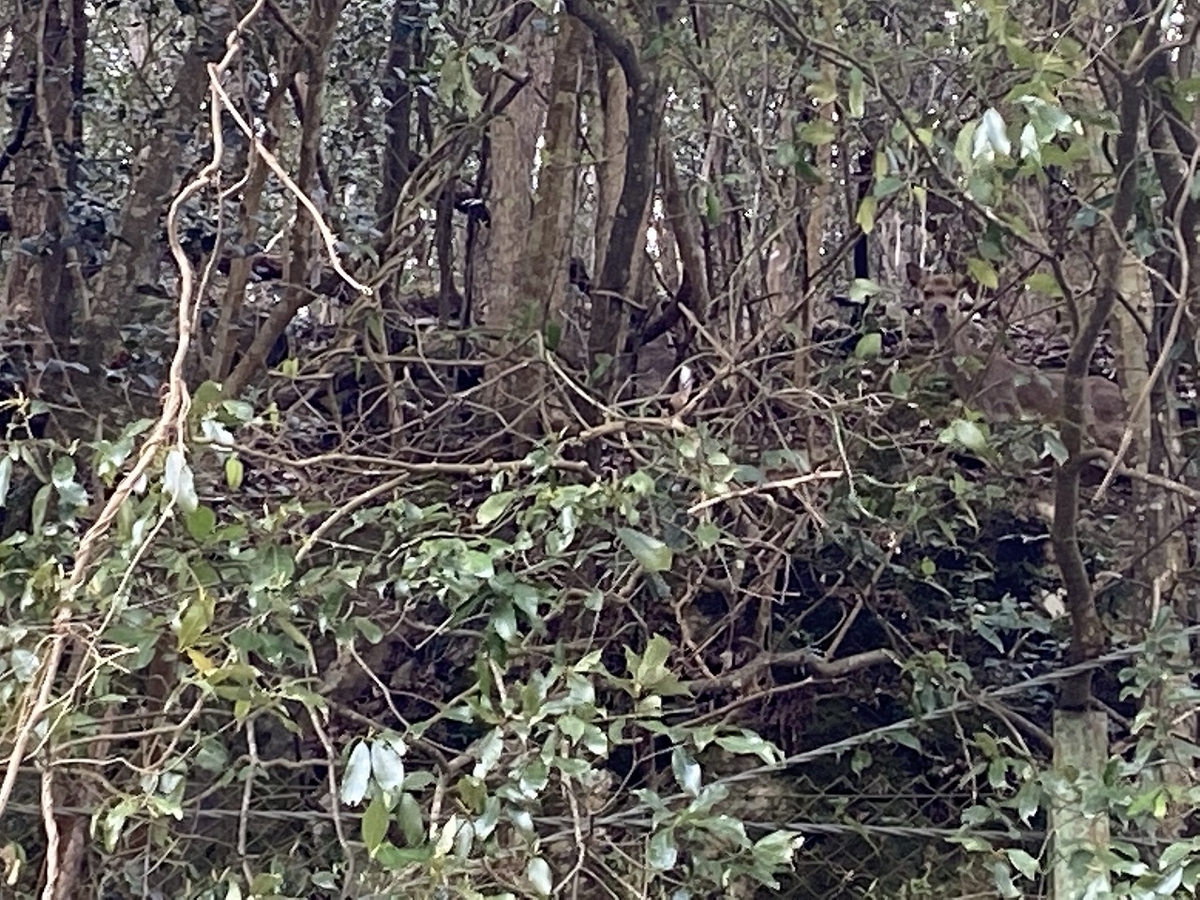 f:id:nayutakun:20220405170556j:plain