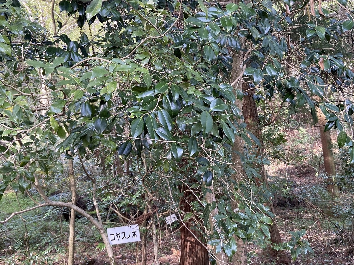 f:id:nayutakun:20220405170755j:plain