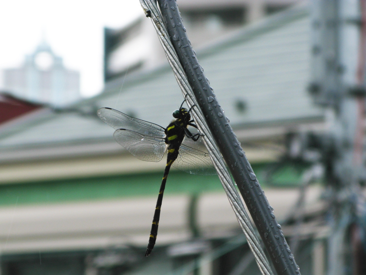 f:id:nayuto:20100729145515j:image