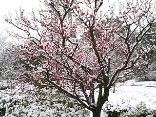 f:id:nazegaku:20080209140346j:image