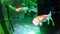 金魚ミュージアム