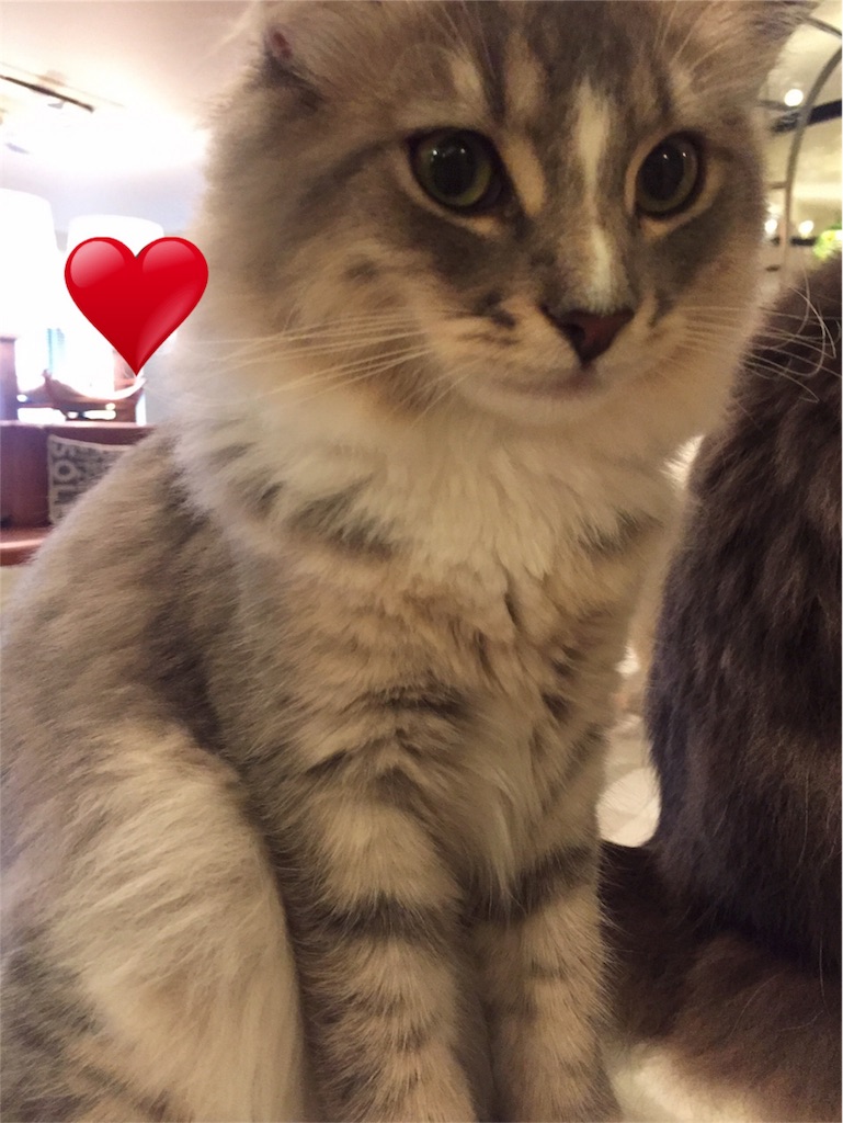 f:id:nazoko_dayo:20170407204832j:image f:id:nazoko_dayo:20170407204832j:image