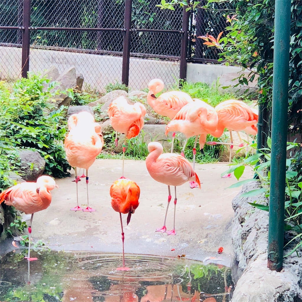 f:id:nazpapa:20180715000801j:image