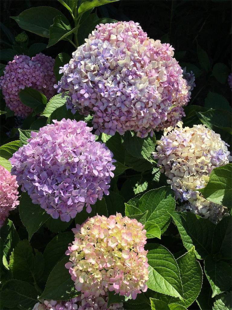 f:id:nazucci:20180720062430j:image f:id:nazucci:20180720062430j:image