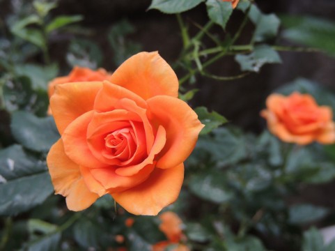 f:id:nbakki:20131005231105j:plain f:id:nbakki:20131005231105j:plain