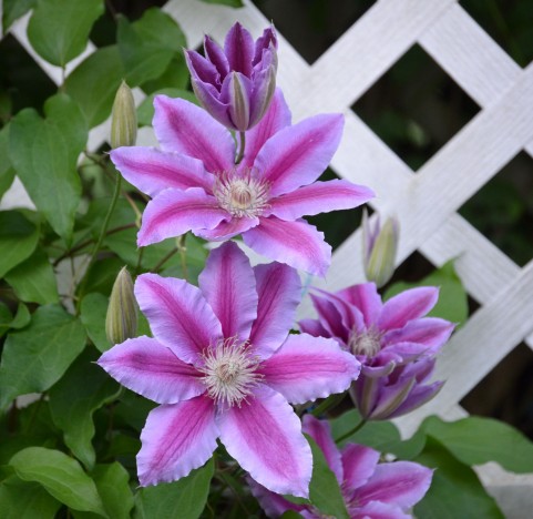 f:id:nbakki:20131005231357j:plain f:id:nbakki:20131005231357j:plain