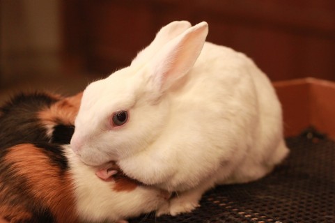 f:id:nbakki:20131019233525j:plain f:id:nbakki:20131019233525j:plain