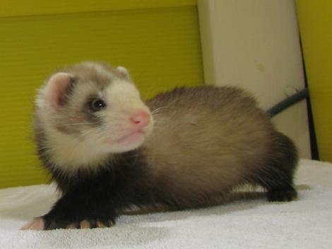 f:id:nbakki:20131019233734j:plain f:id:nbakki:20131019233734j:plain