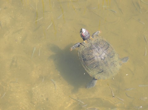 f:id:nbakki:20131019234531j:plain f:id:nbakki:20131019234531j:plain