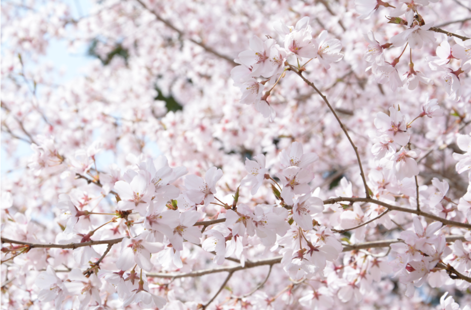 f:id:nc20-1005482:20180329162046p:plain f:id:nc20-1005482:20180329162046p:plain