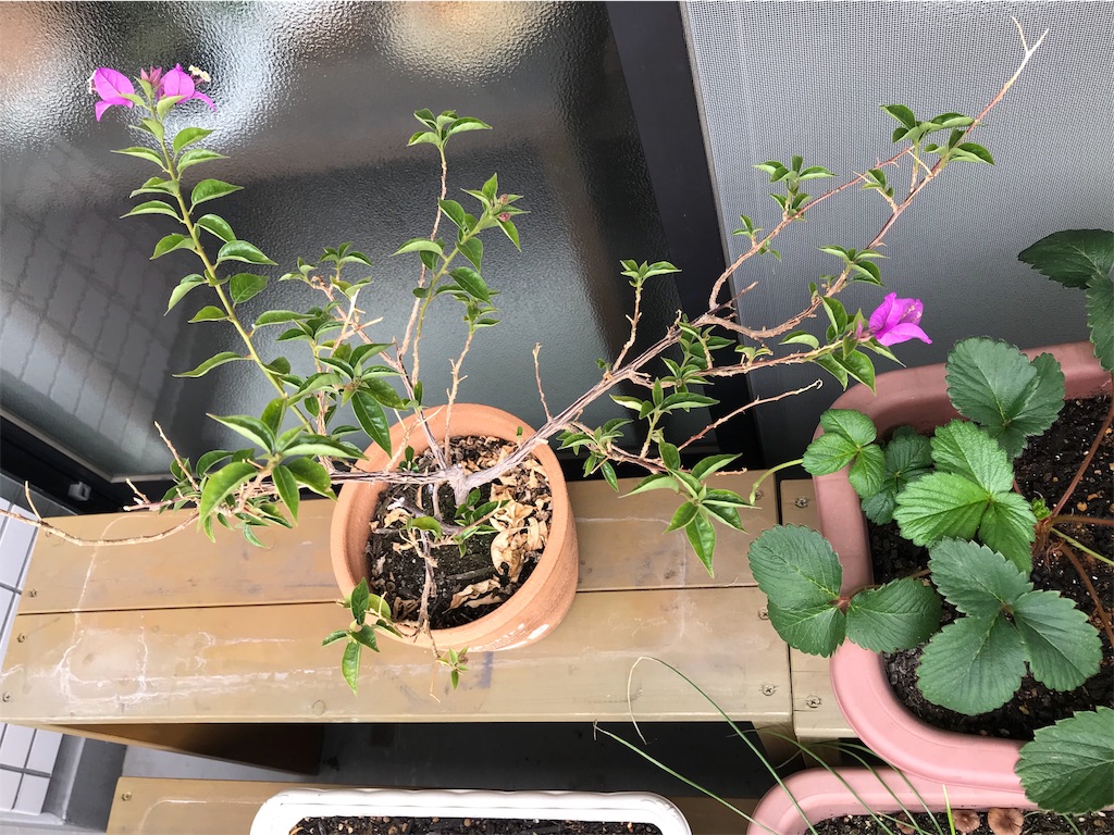 f:id:ncc1701f:20191019101254j:image