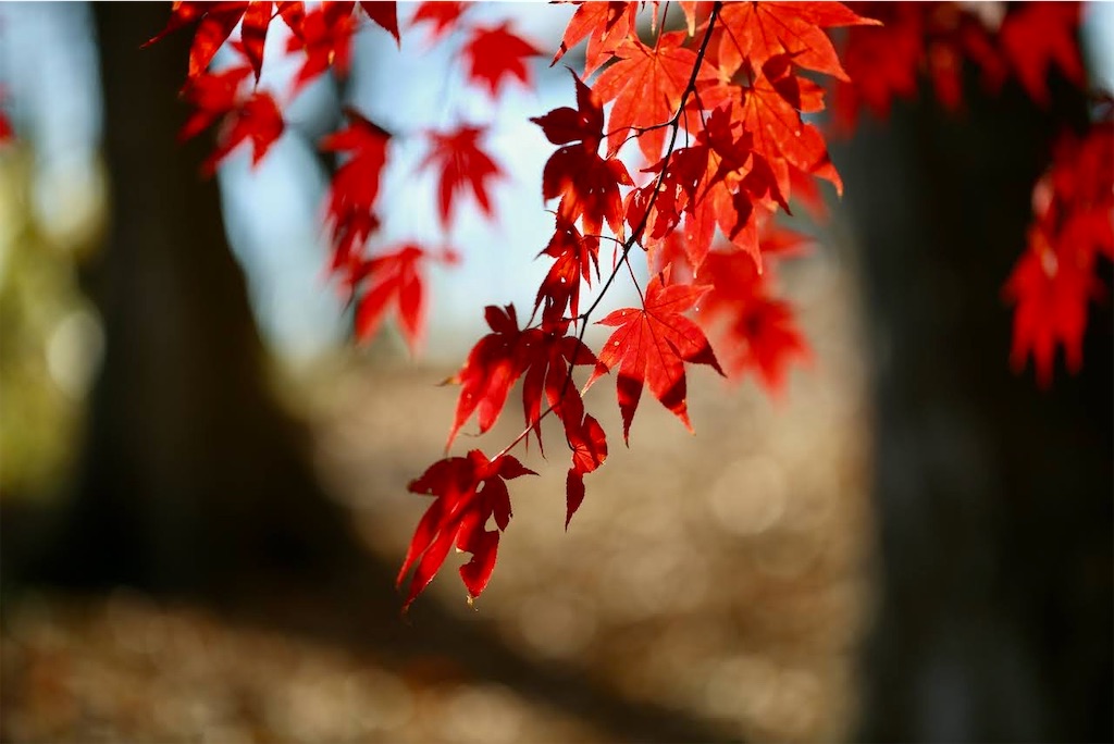 f:id:ncc1701f:20231203212027j:image f:id:ncc1701f:20231203212027j:image