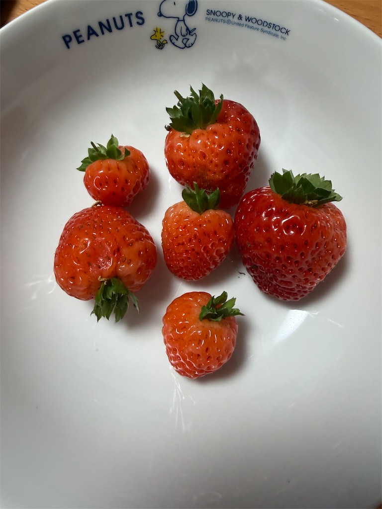 f:id:ncc1701f:20260629005237j:image
