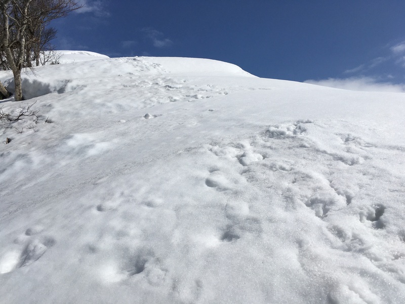 f:id:nceedo:20210213121133j:plain