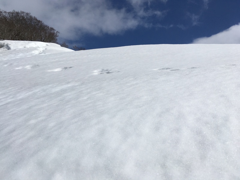 f:id:nceedo:20210213122202j:plain