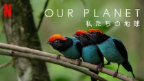 Netflixオリジナル『OUR PLANET − 私たちの地球』