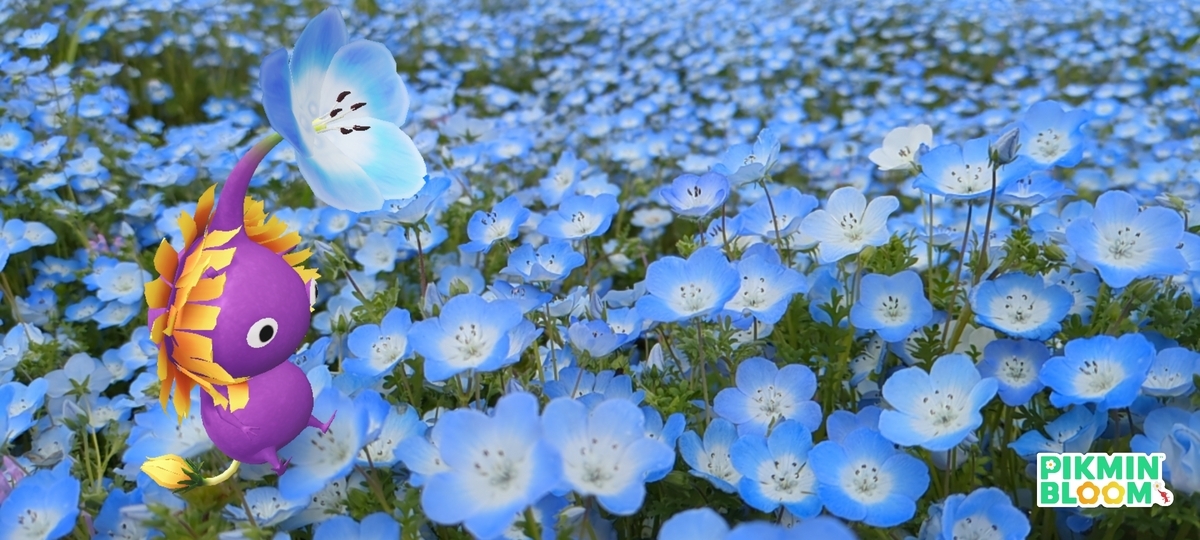 4月14日～4月16日 今年もネモフィラ畑を見た - Rinzaburoの日記