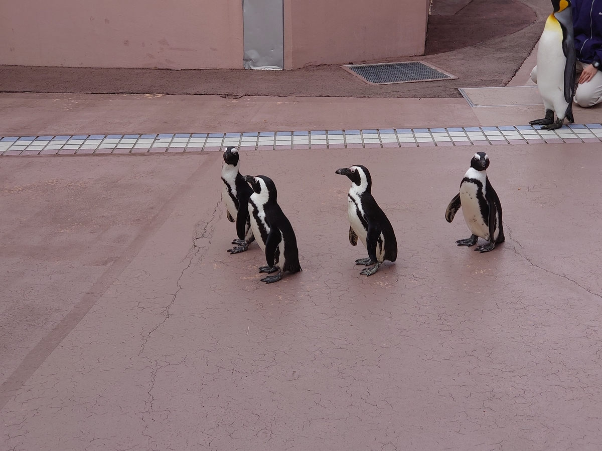 f:id:ndgnodekigoto:20200127225503j:plain