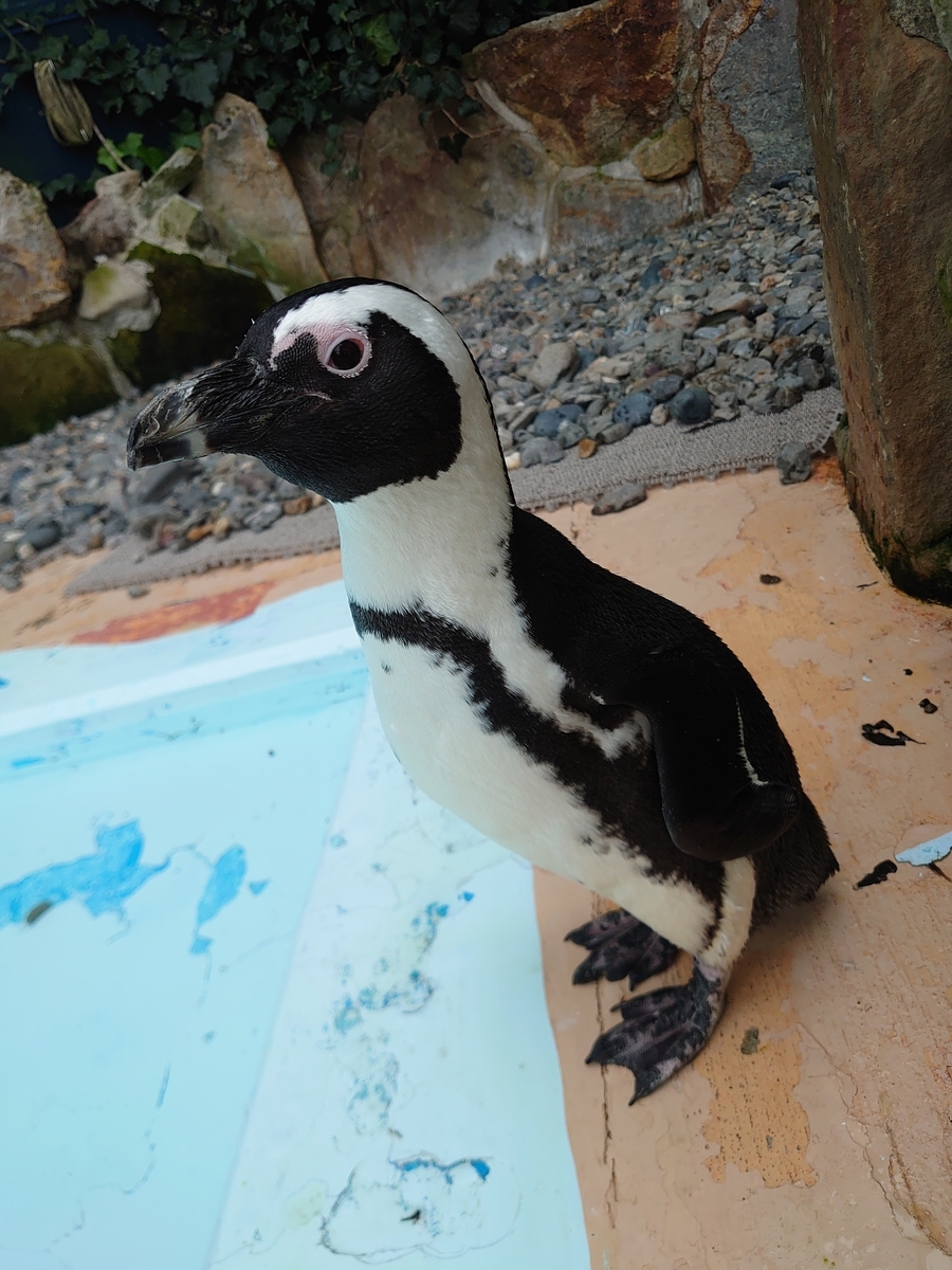 f:id:ndgnodekigoto:20200127230828j:plain