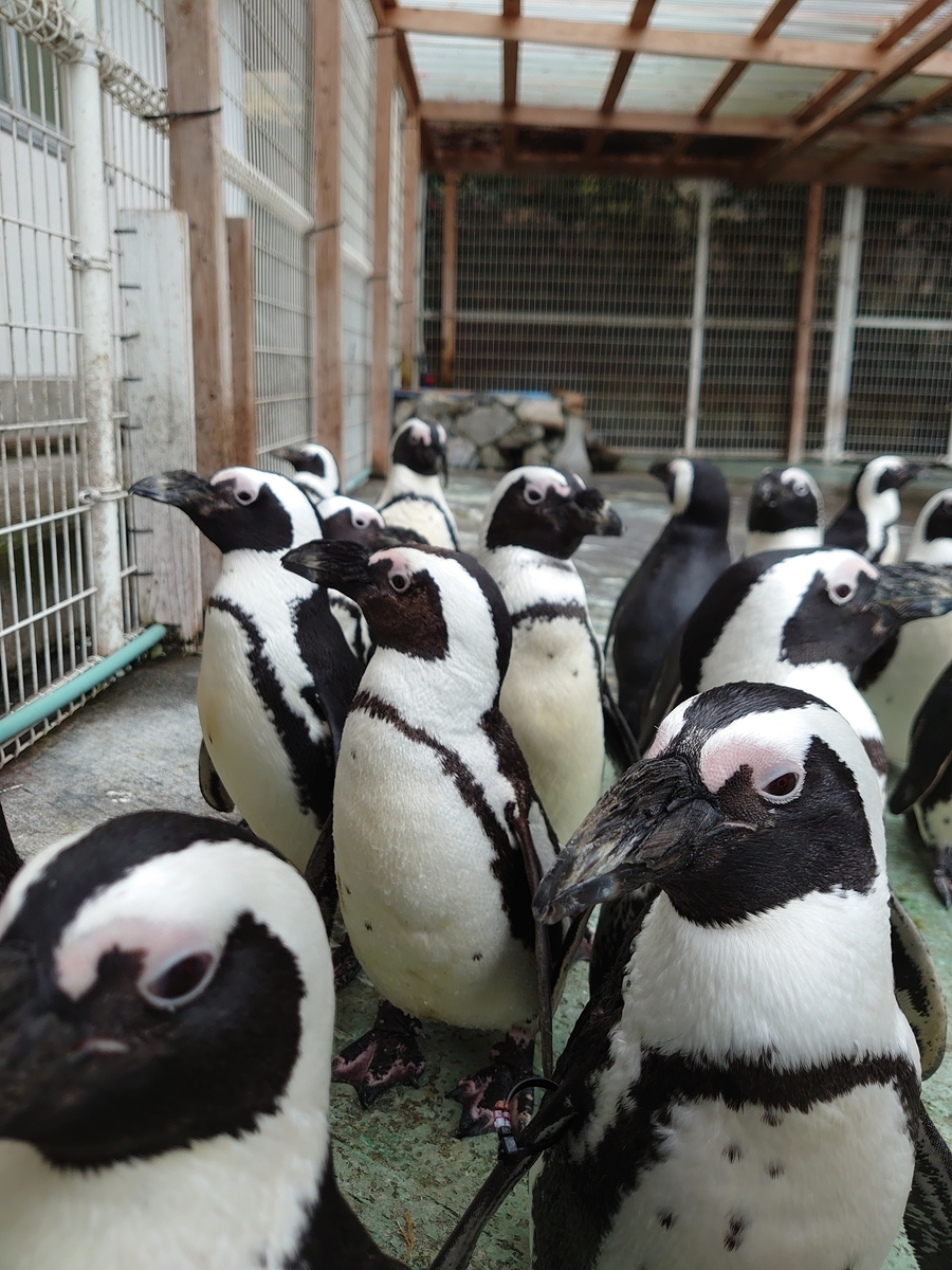 f:id:ndgnodekigoto:20200127232057j:plain