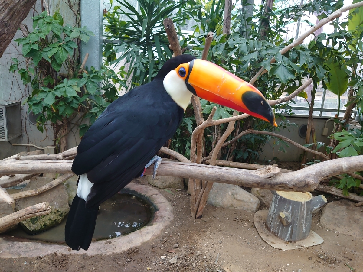 f:id:ndgnodekigoto:20200215231352j:plain