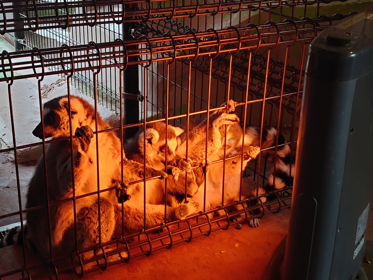 f:id:ndgnodekigoto:20200215231704j:plain