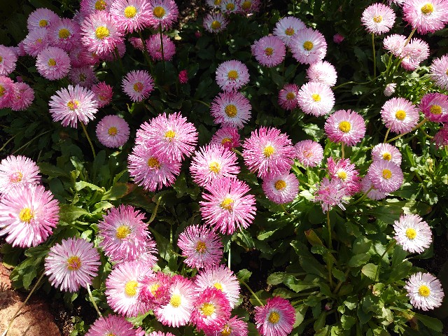 f:id:ndgnodekigoto:20210523210242j:image