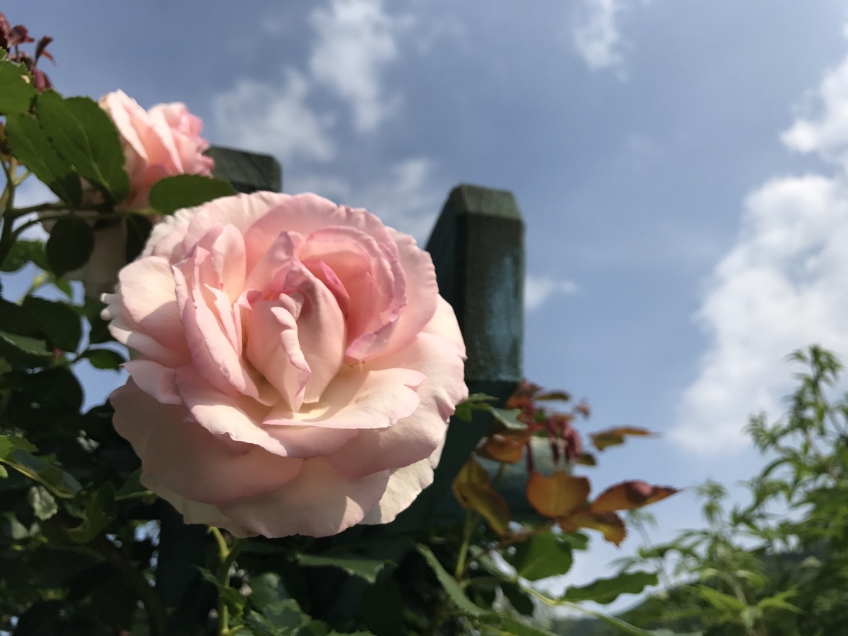 f:id:near07:20210213004015j:plain