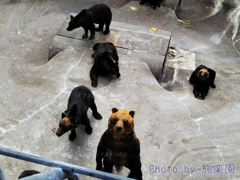 洞爺湖】【観光地レポ】昭和新山熊牧場 に行ってきました - 旅楽園
