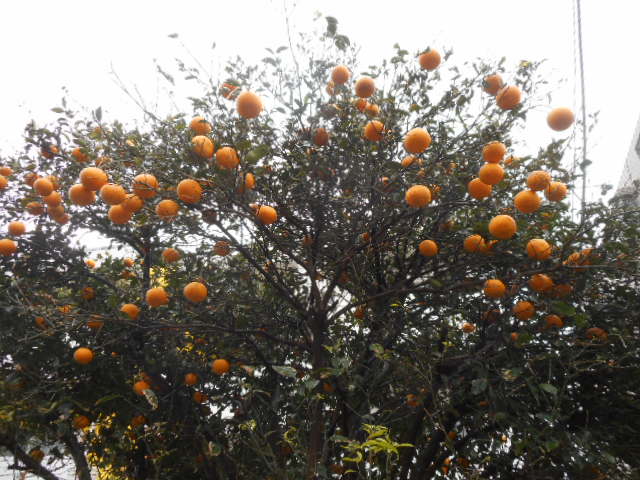 f:id:nebou-turibito:20190216221205j:plain