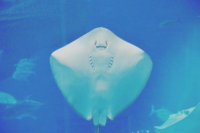 f:id:neco8smile:20190308183655j:plain f:id:neco8smile:20190308183655j:plain