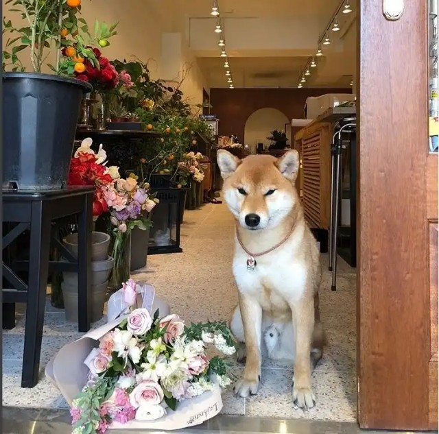 f:id:neco8smile:20190513144414j:plain f:id:neco8smile:20190513144414j:plain