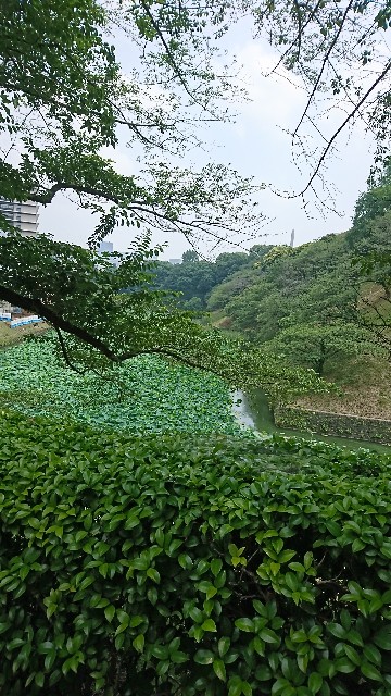 f:id:neco8smile:20190621094557j:plain f:id:neco8smile:20190621094557j:plain