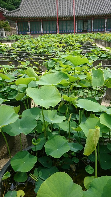 f:id:neco8smile:20190703155346j:plain f:id:neco8smile:20190703155346j:plain