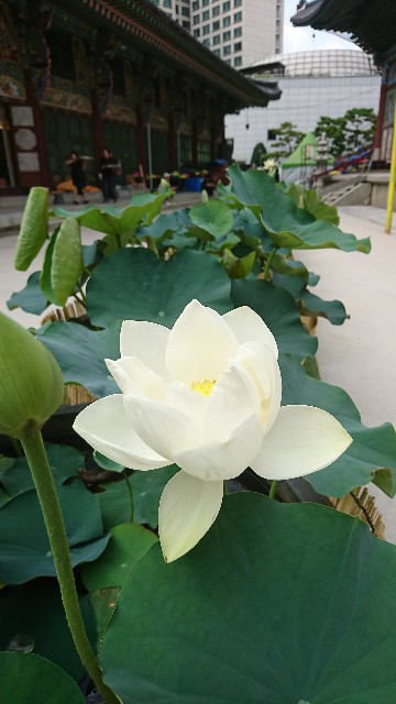 f:id:neco8smile:20190724175527j:plain f:id:neco8smile:20190724175527j:plain