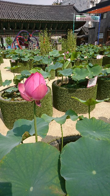 f:id:neco8smile:20190727083535j:plain f:id:neco8smile:20190727083535j:plain