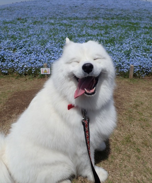 f:id:neco8smile:20200915131850j:plain