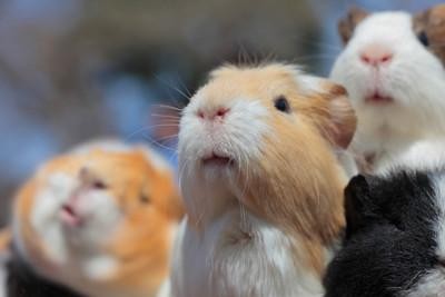 f:id:neco8smile:20210123183825j:image