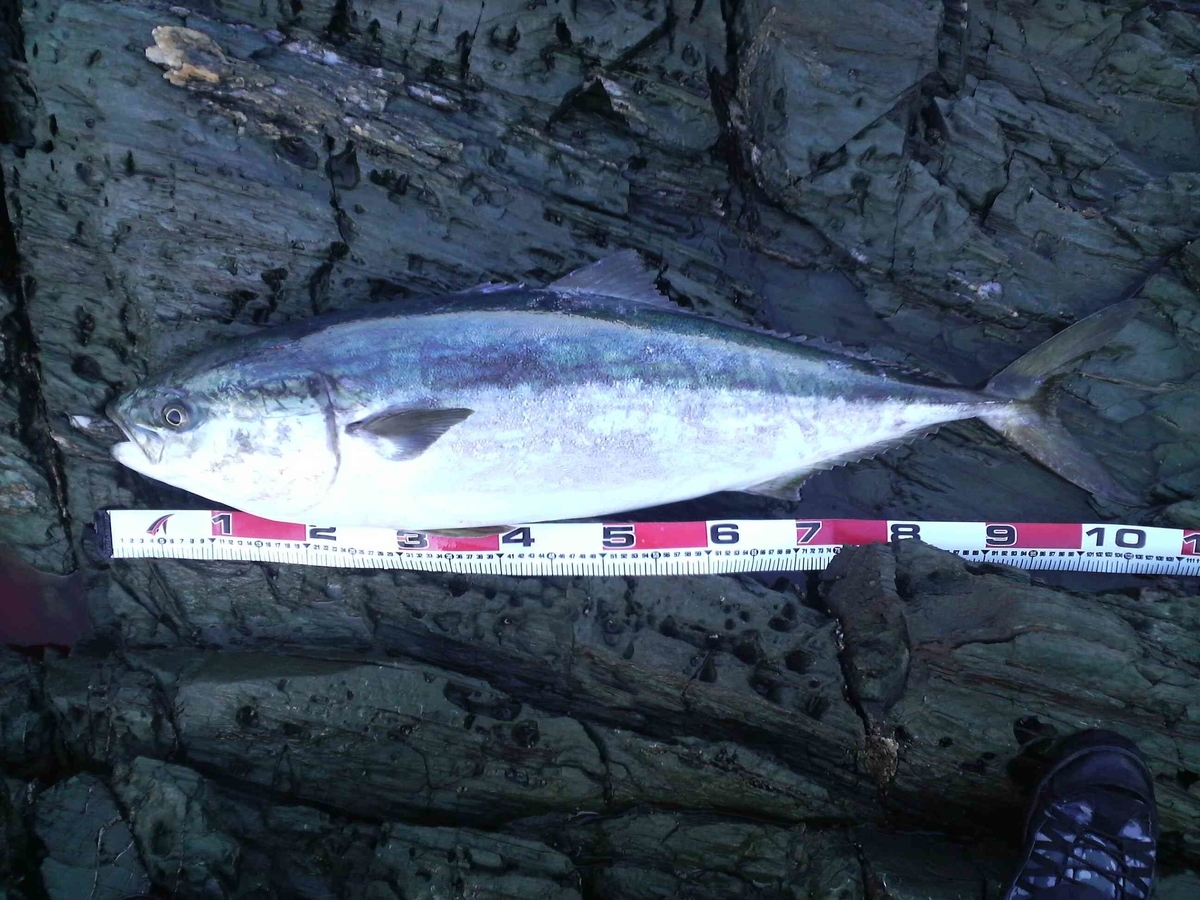 地磯でメーターオーバー 107cm 12 4kg のブリ 野良猫アニキの自由研究