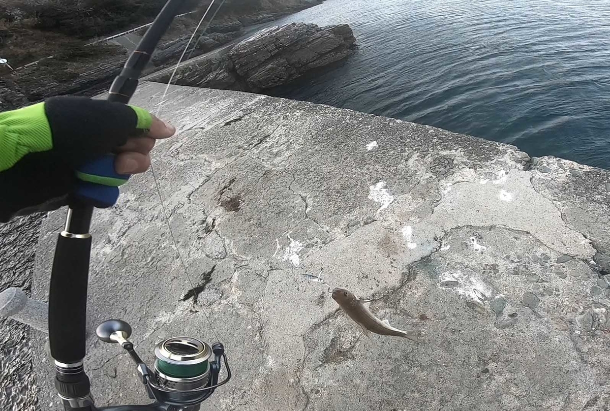 年明け地磯新規開拓釣行は完全敗北。ムーチョルチア、リライズ