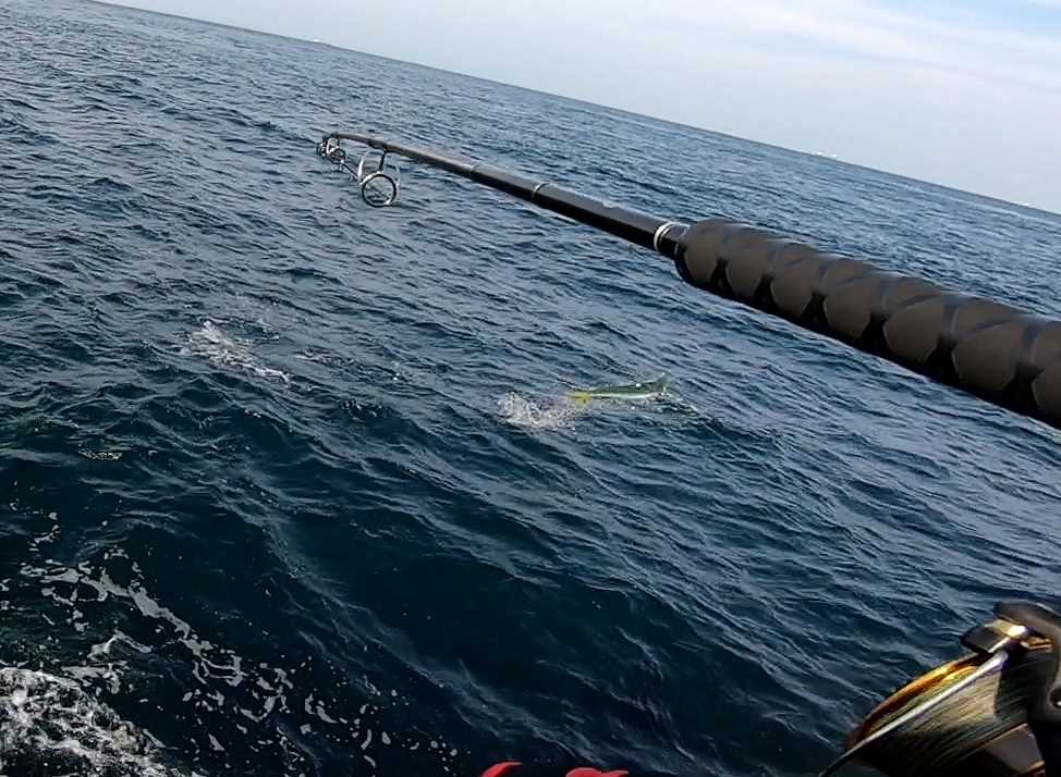 11月の釣果報告 地磯で84cmのシイラ 40cm代のヤズ 70cmのハマチ 堤防でヤズなど 野良猫アニキの自由研究