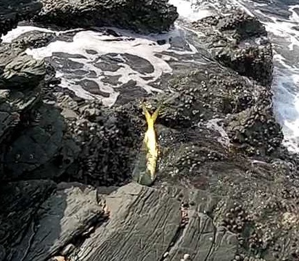 11月の釣果報告 地磯で84cmのシイラ 40cm代のヤズ 70cmのハマチ 堤防でヤズなど 野良猫アニキの自由研究
