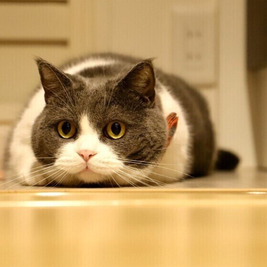 f:id:necohappy:20230123135923j:image f:id:necohappy:20230123135923j:image