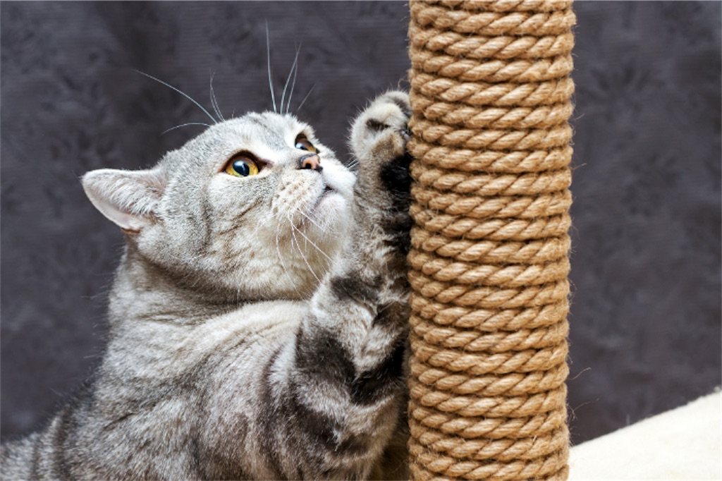 f:id:necohappy:20230123152523j:image f:id:necohappy:20230123152523j:image