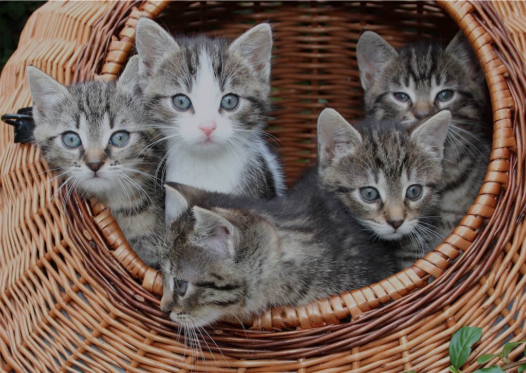 f:id:necohappy:20230307233721j:image f:id:necohappy:20230307233721j:image